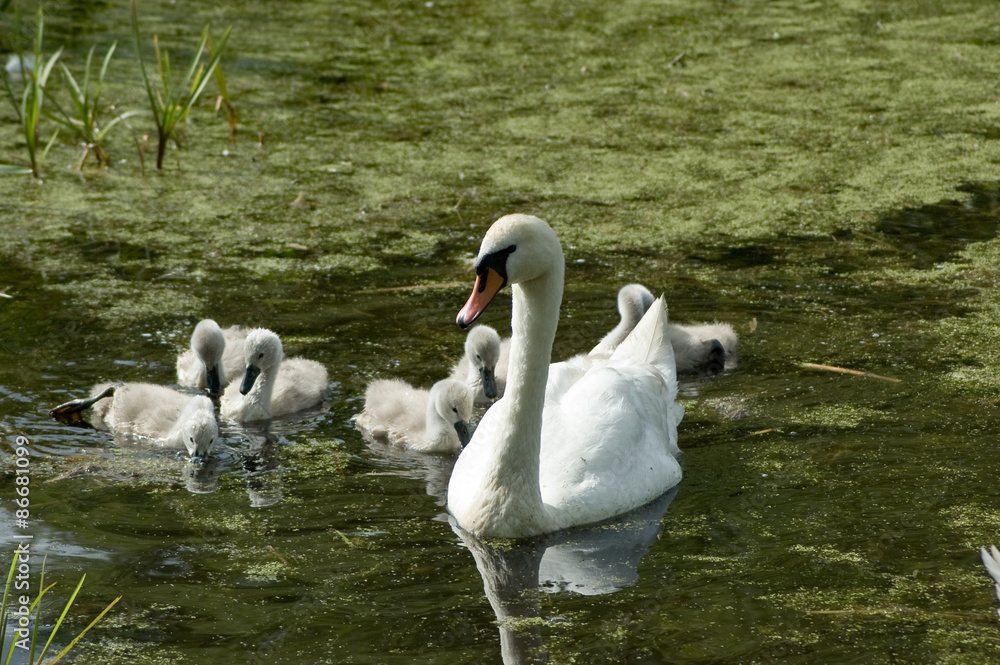 Obraz premium Parent swan with offspring
