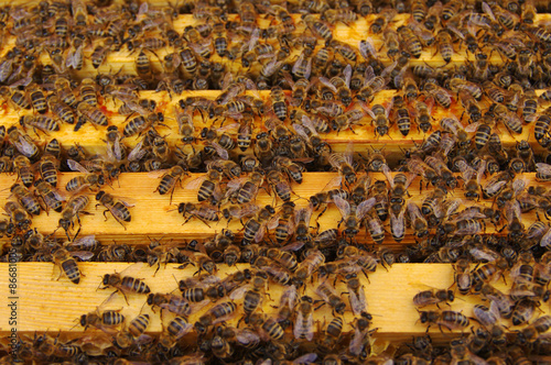 Working bees in honeycombs. Beekeeping