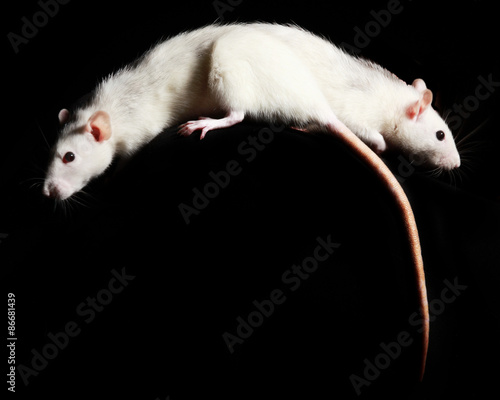 Two Female Pet Fancy Rats