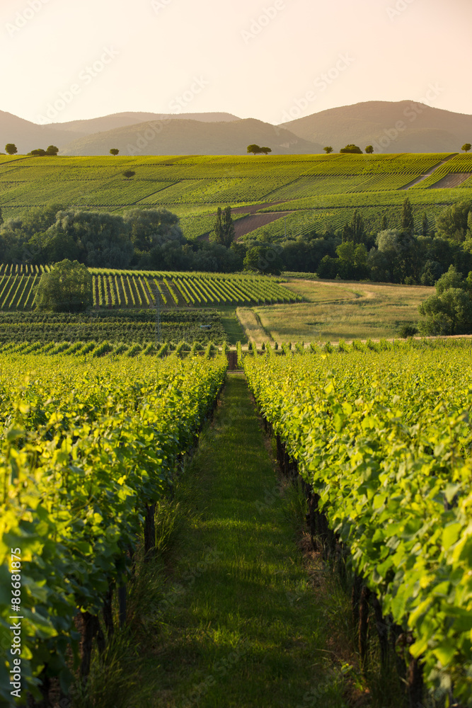 Vineyards in later afternoon light, Pfalz, Germany