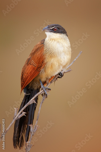 Burchell's coucal (Rainbird) photo