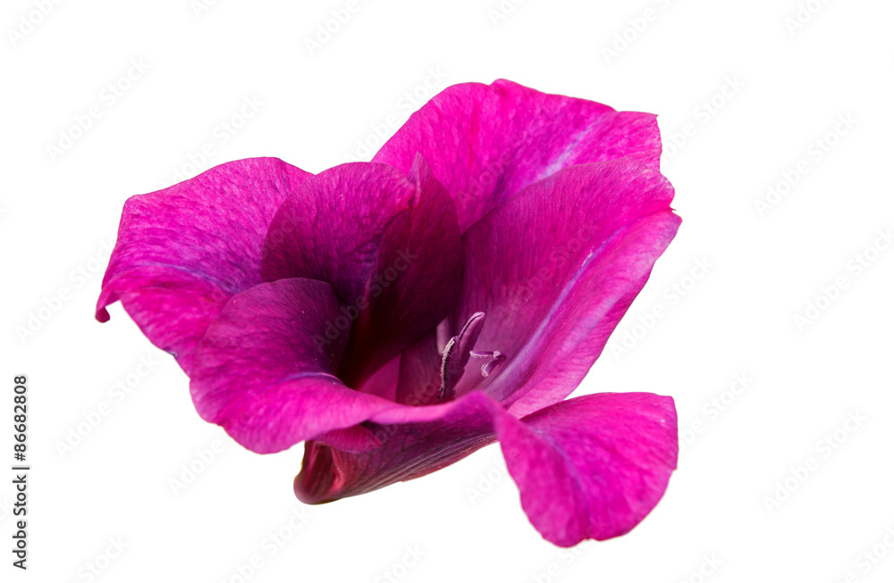Naklejka premium gladiolus flower