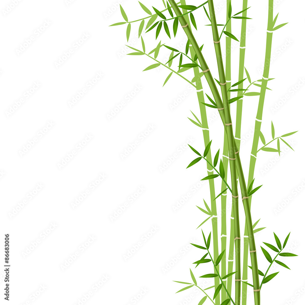 Naklejka premium Zielony bambus na białym tle, ilustracji wektorowych