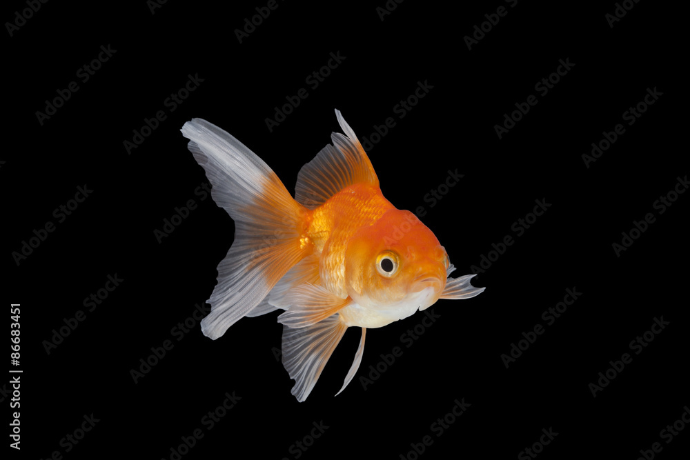 Gold fish. Isolation Gold fish. Isolation
