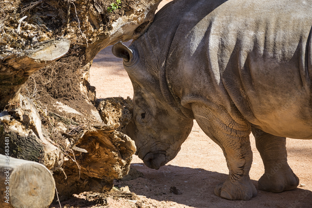 Obraz premium Rinoceronte 