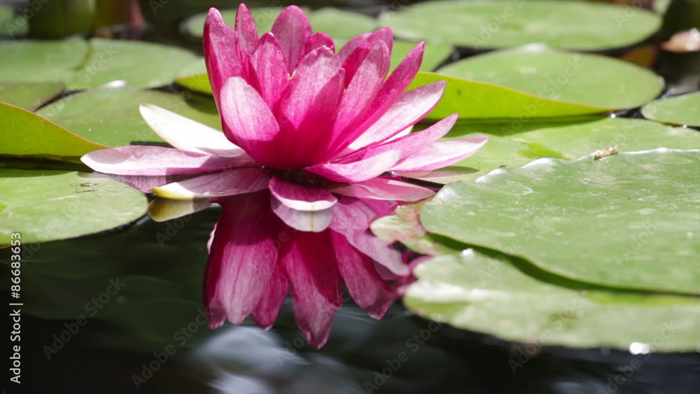 Pink water lily is beautifully reflected in lake water Pink water lily is beautifully reflected in lake water