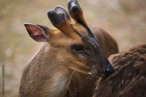 Chinese muntjac (Muntiacus reevesi), also known as the Reeves's