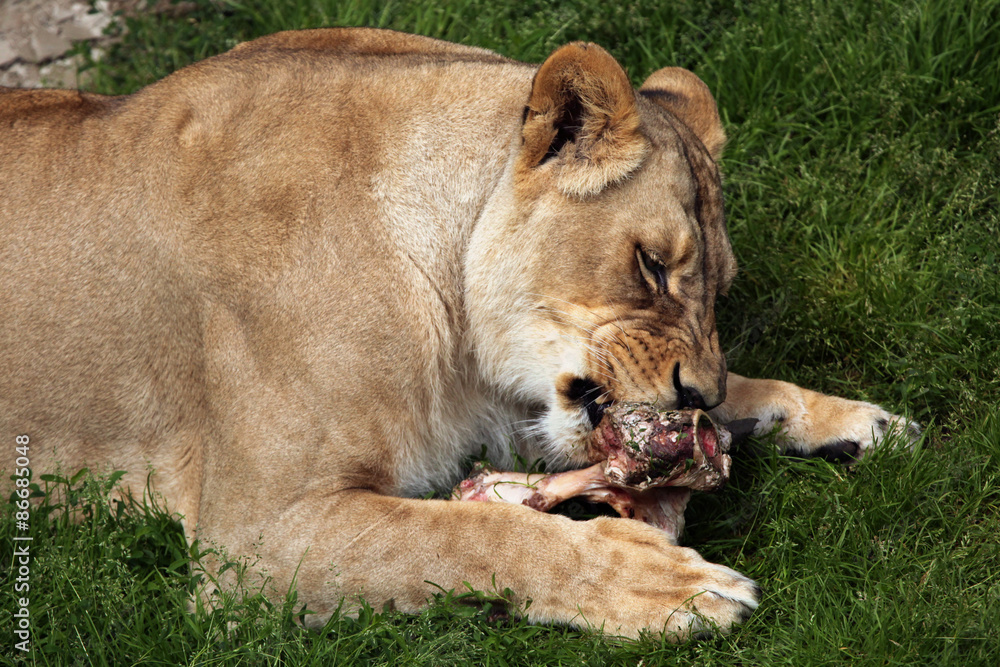Katanga lion (Panthera leo bleyenberghi). Katanga lion (Panthera leo bleyenberghi).