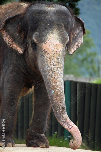 Indian elephant  Elephas maximus indicus .