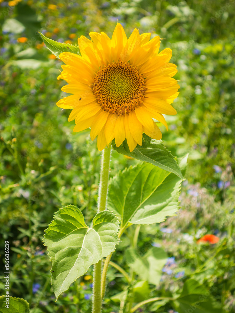 Sonnenblume Sonnenblume