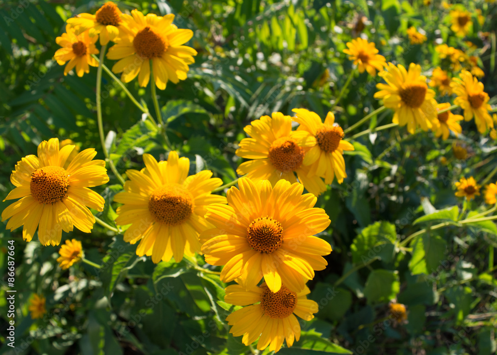 Pretty yellow summer flowers Pretty yellow summer flowers