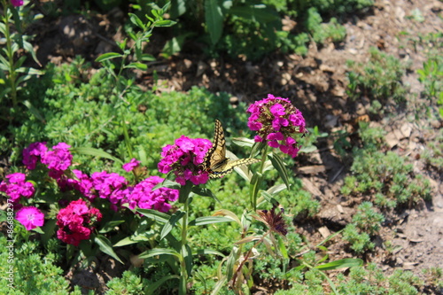 Swallowtail Butterfly enjoys the purple flowers