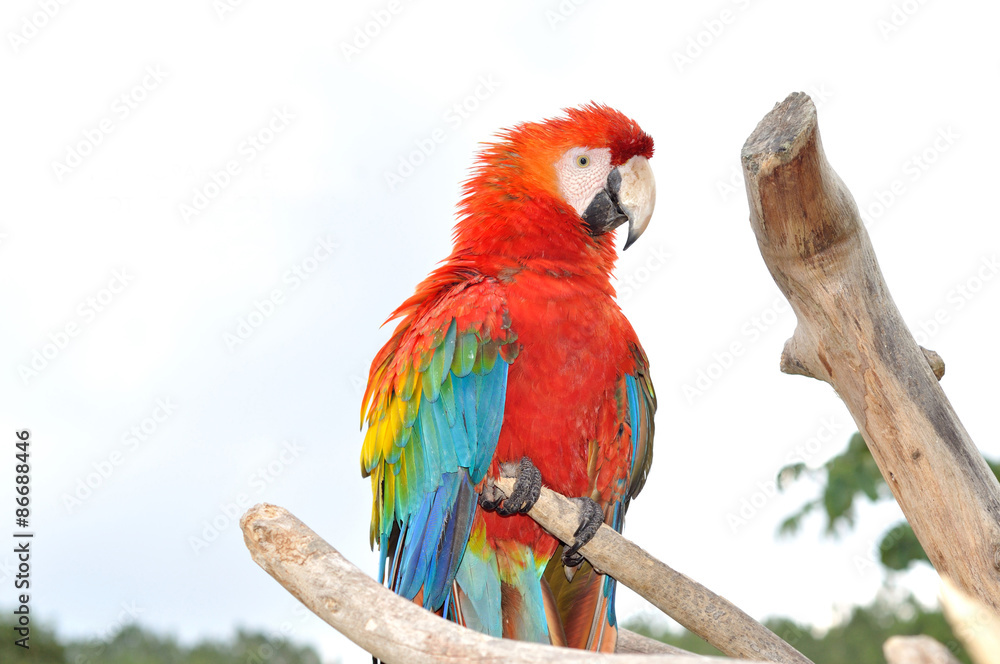 Obraz premium Colorful macaw 