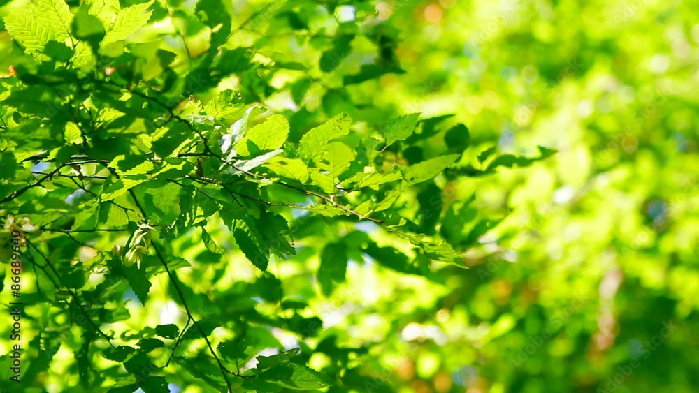 Forest Trees Leaf. Nature Green Wood Sunlight. Forest Trees Leaf. Nature Green Wood Sunlight.