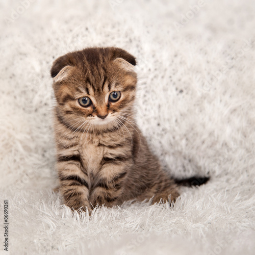 kitten on a fluffy white blanket