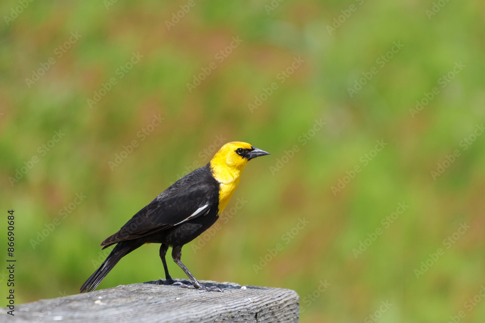 Fototapeta premium Yellow-headed Blackbird