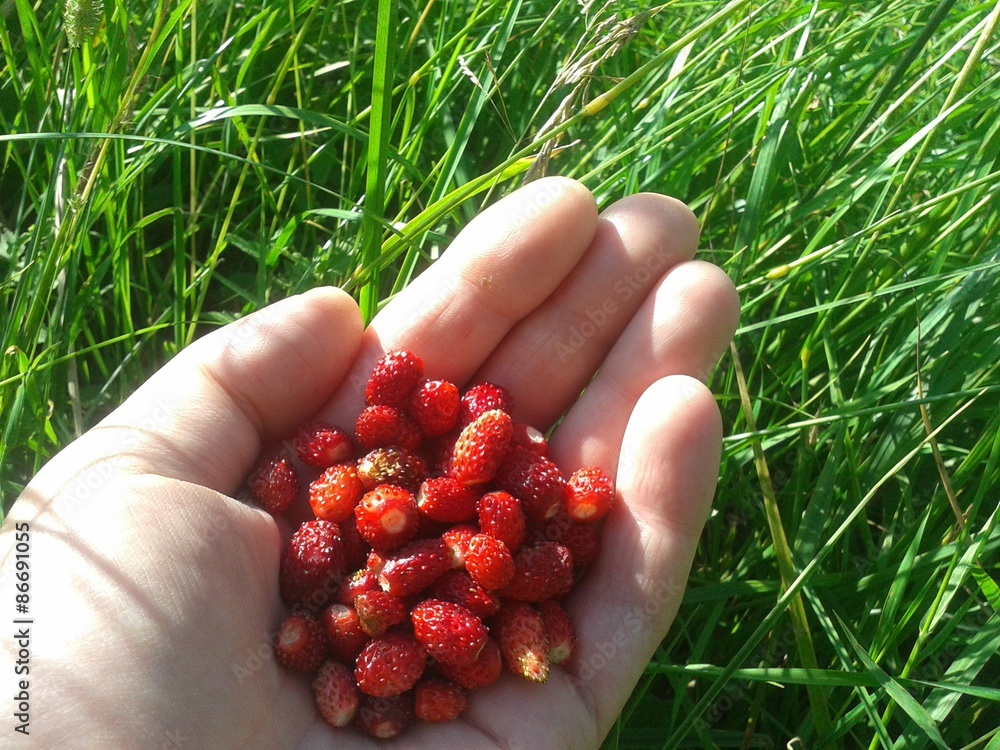 A handful of strawberries in the palm A handful of strawberries in the palm