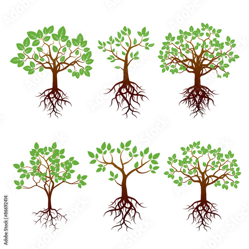 Tree, Green Leafs and Roots