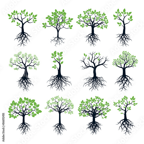 Set of Trees, Green Leafs and Roots