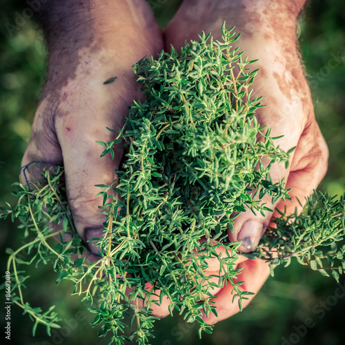 Freshly harvested thyme in hands