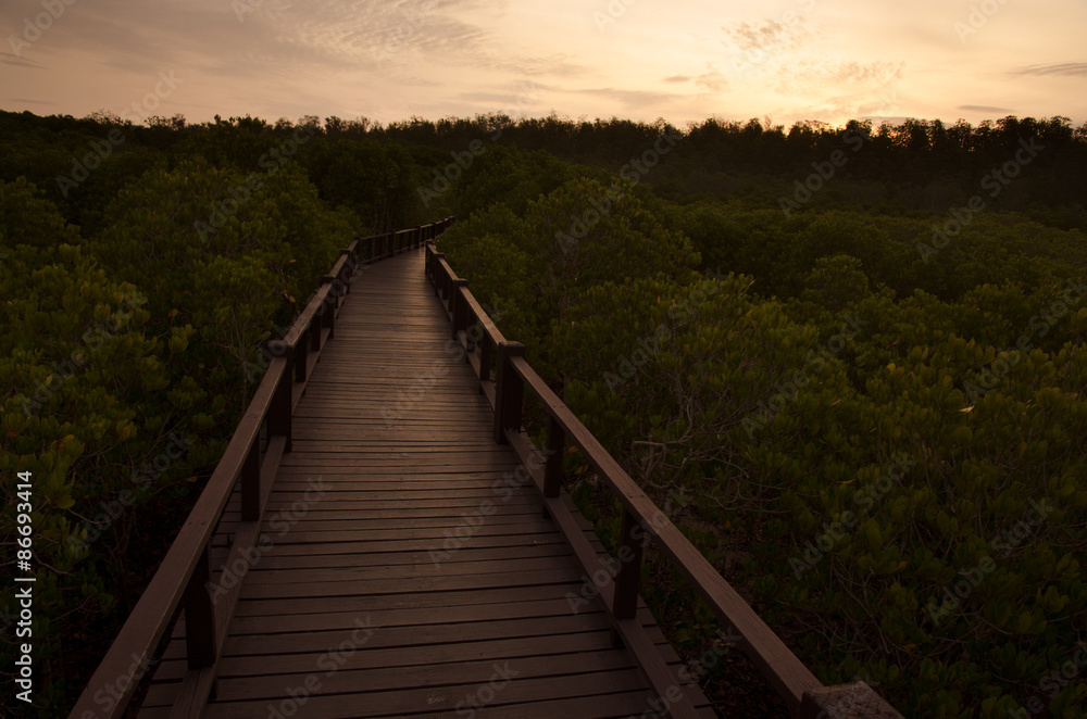 Fototapeta premium Path along mangrove forest in Morning,Thailand