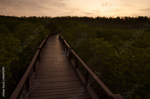 Path along mangrove forest in Morning,Thailand