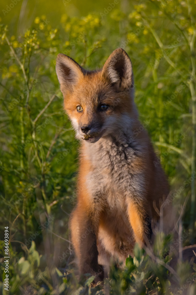 Red fox kit sitting tall in sunset light while surrounded by lush green plants