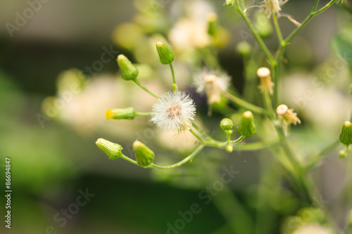 White Vernonia Cinerea  L.  Less Flowers.