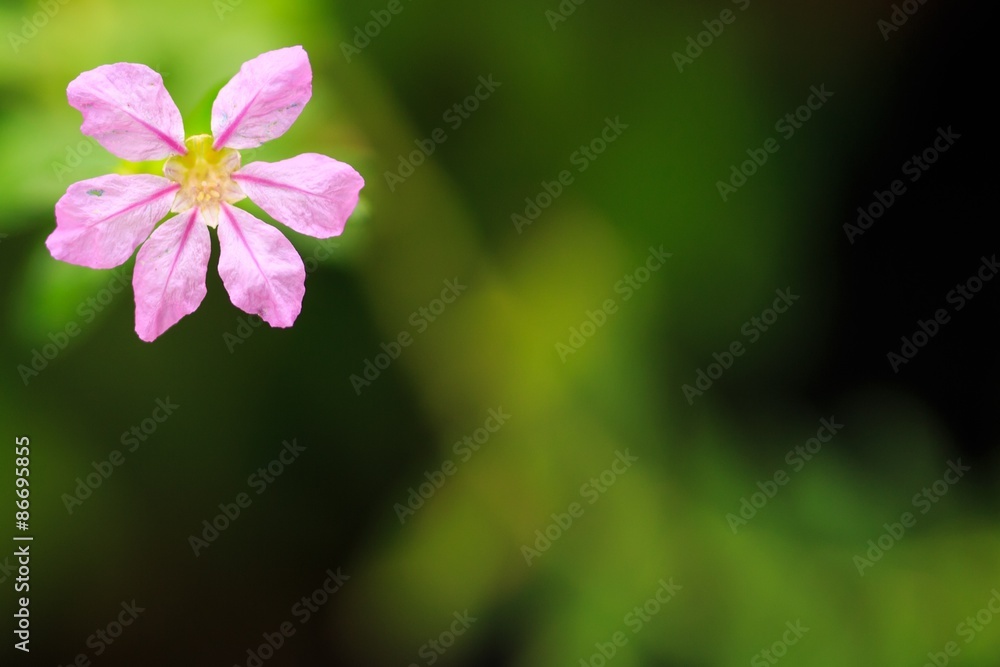 Wild Pink Flower. Wild Pink Flower.