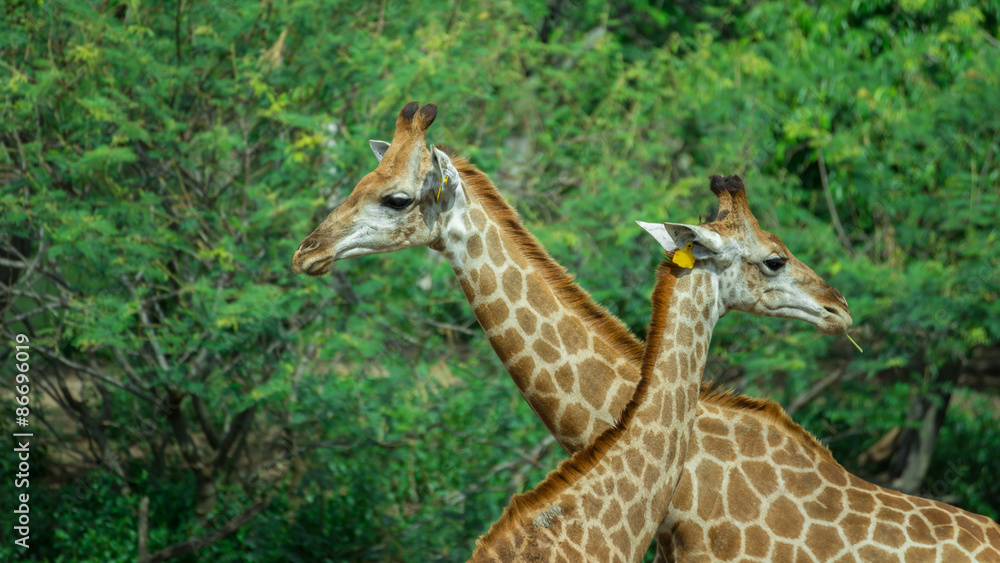 Obraz premium couple Giraffe in the forest