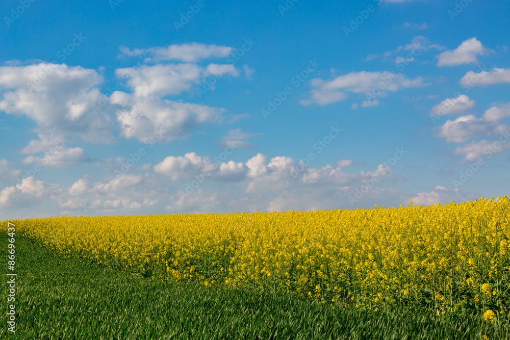 Fototapeta premium Colza field