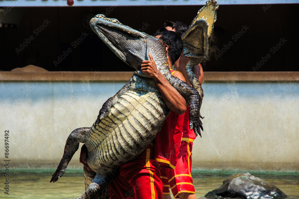 Obraz premium Show of Crocodile.