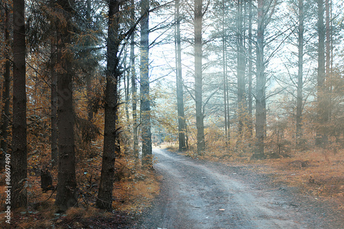 Road in the autumn forest