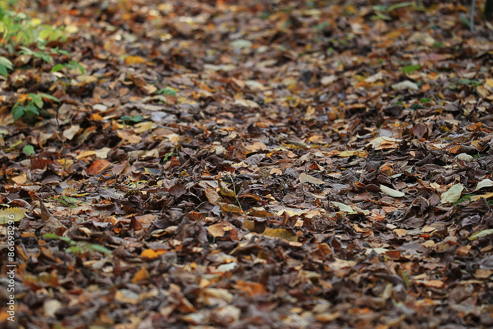 yellow autumn leaves background fall yellow autumn leaves background fall