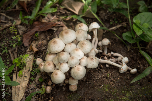 A group of puffballs stands in the forest