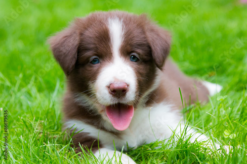 Happy red border collie puppy