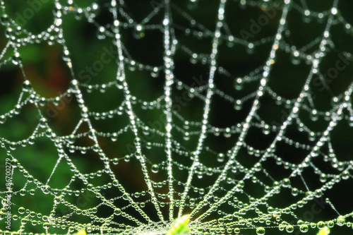 cobweb dew in the forest