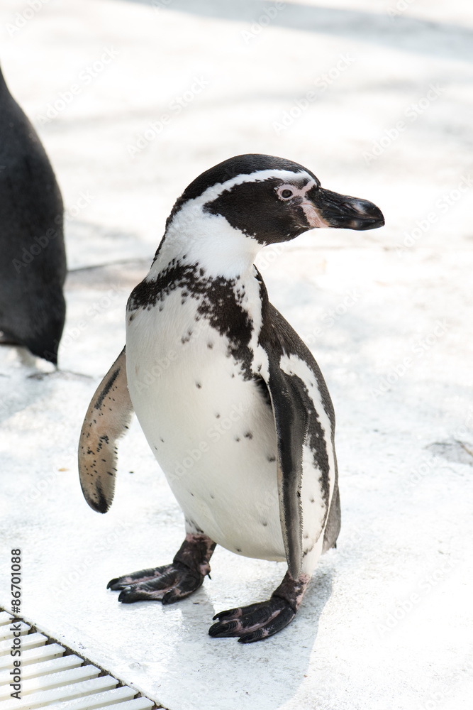 Fototapeta premium cute penguin