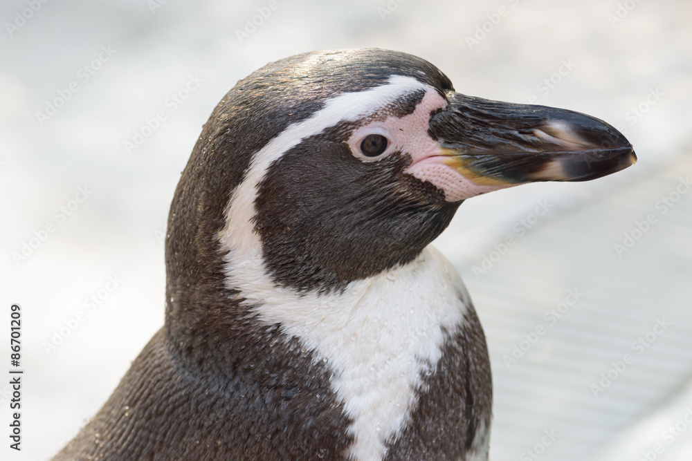 Naklejka premium cute penguin