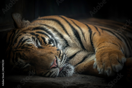 spiacy-tygrys-bengalski