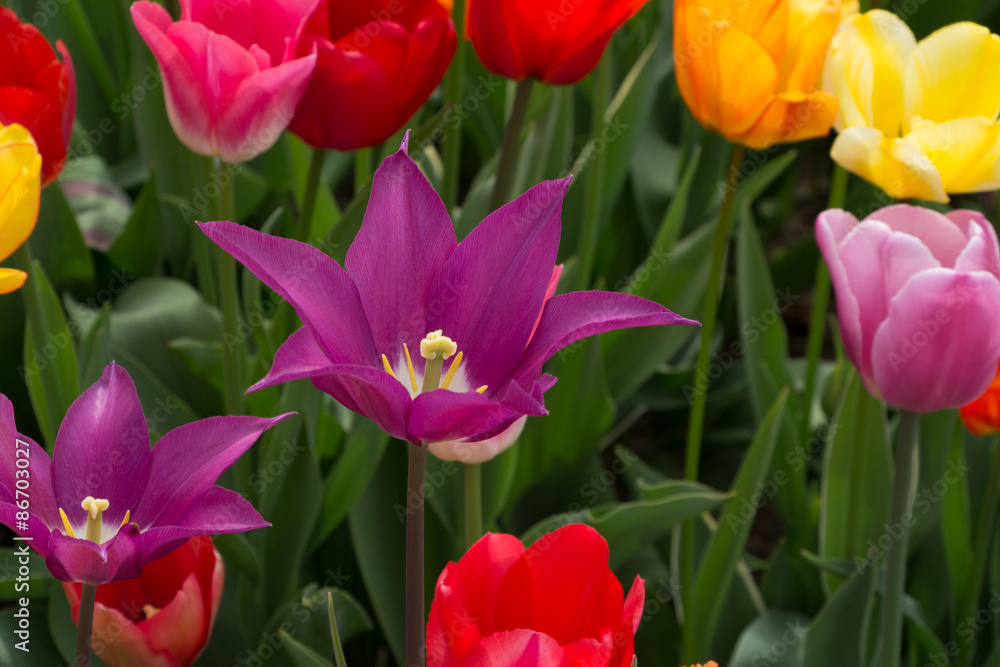 Fototapeta premium Purple Dream 2