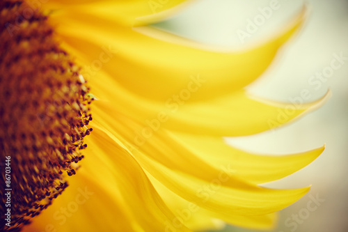 Fototapeta Naklejka Na Ścianę i Meble -  petali di girasole