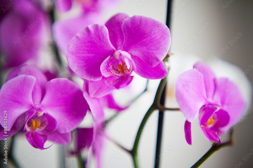 Fototapeta premium orchid