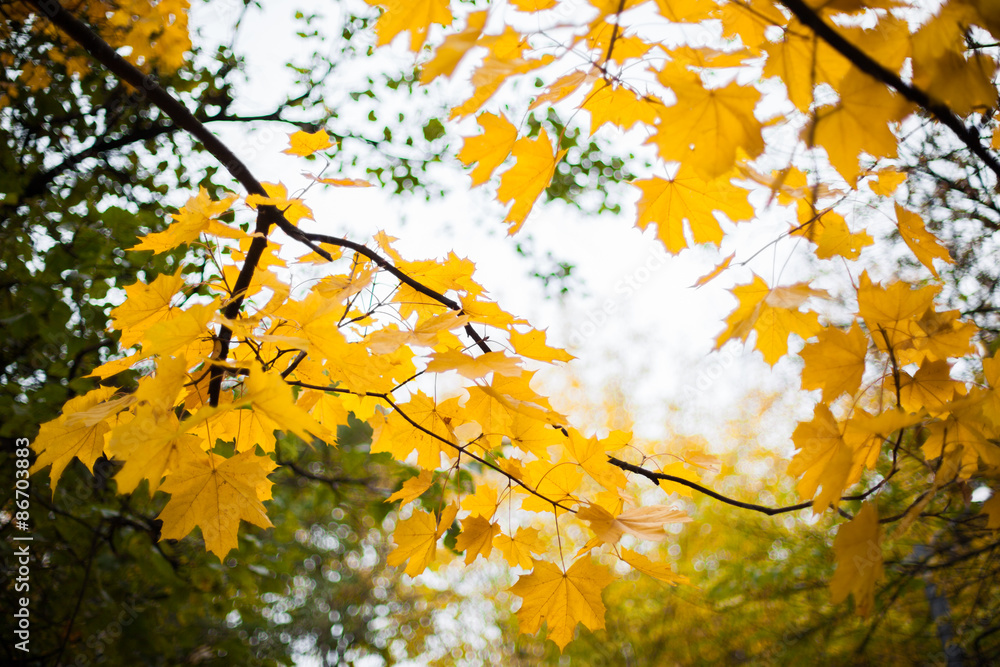 autumn autumn