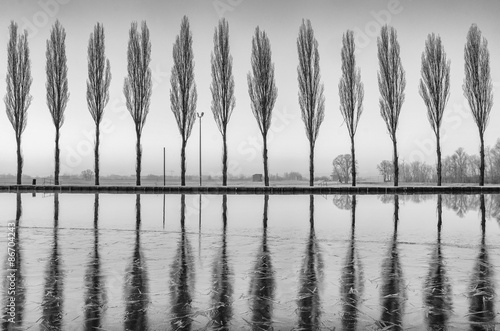 Alberi riflessi sul lago all'alba in bianco e nero