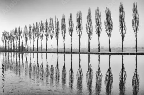Obraz alejka drzew z odbiciem w jeziorze, w czerni i bieli