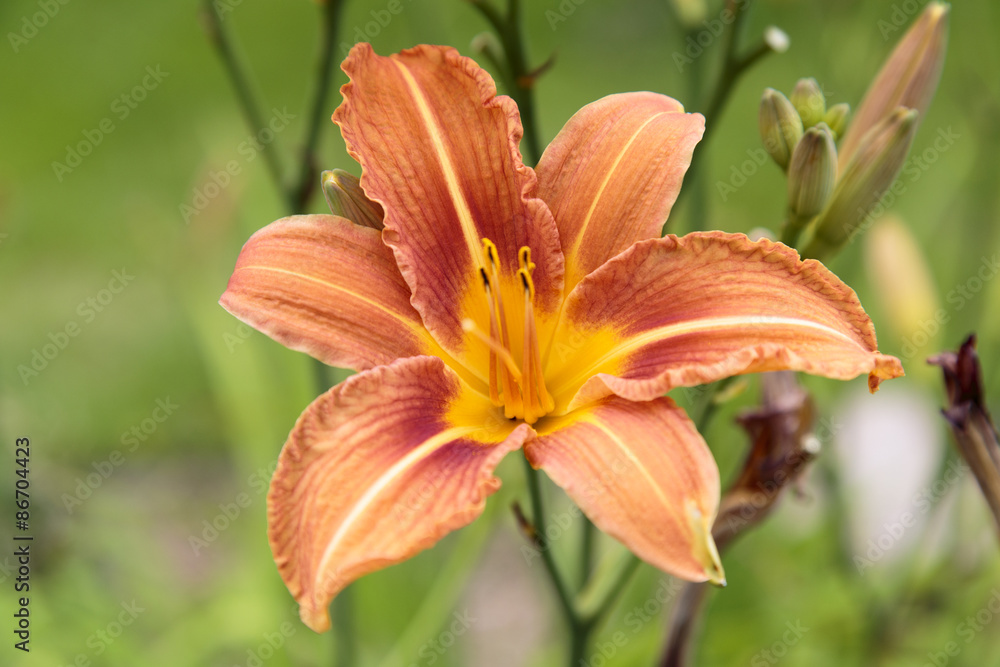 Orange asiatische Lilie Orange asiatische Lilie