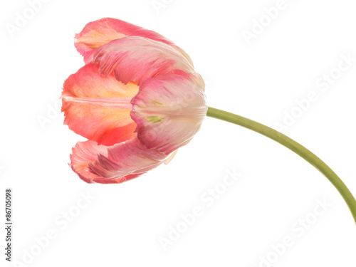 delicate pink tulip on a white background