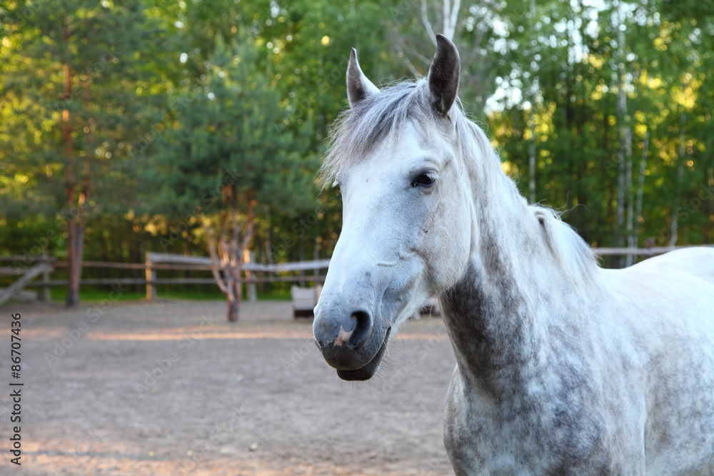 Fototapeta premium White horse