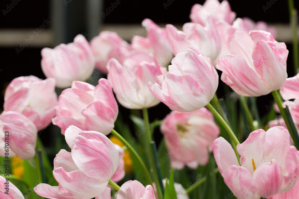 Fototapeta premium colorful tulips flower blooming in floral garden